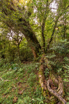 Ocotea porosa,Imbuia, 7&ordf; maior imbuia do Brasil segundo site arvoresgigantes.org