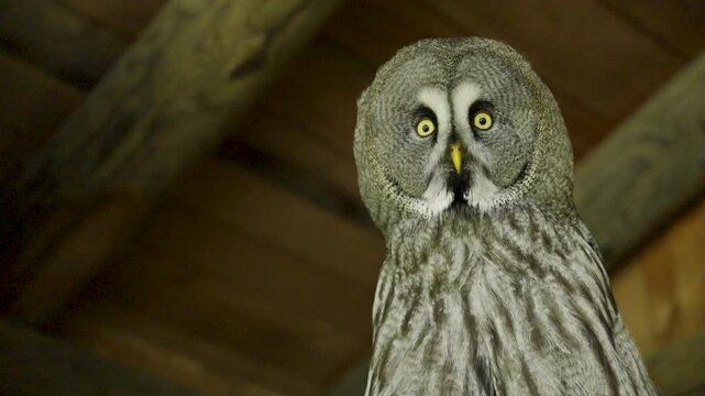 Epic slow motion close up of an owl blinking with piercing eyes and detailed feathers, capturing mystery, intelligence and the beauty of nocturnal wildlife in stunning 4K ProRes footage.
