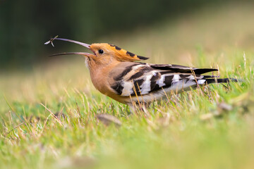 Hoopoe lunch © Raphael