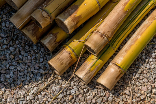 Bambus cortados para constru&ccedil;&atilde;o em Aldeia Guarani