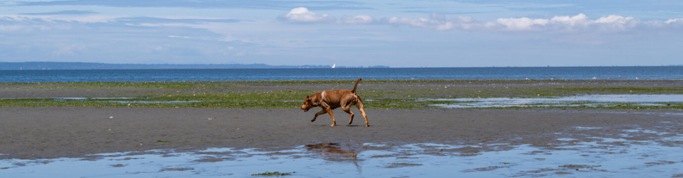 Happy smiling dog in a harness playing on the saltwater marine beach at low tide, Semiahmoo Bay, Pacific Northwest coast
