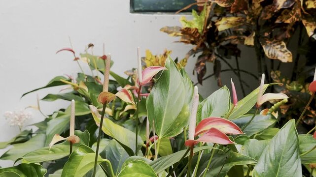 anthurium flowers, pink anthurium, red anthurium, tropical flowers, green leaves, broad leaves, glossy foliage, pale spadix, flowering plant, tropical plant, garden foliage, ornamental plant, pink bra