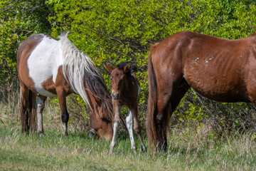Obraz premium Wild Mare And Foal Grazing With Bay And Pinto Horses In Sunny Meadow Near Shrubland