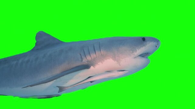 Tiger shark swimming on chroma key background
