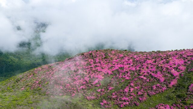 初夏の久住高原 ミヤマキリシマ群生地の空撮風景