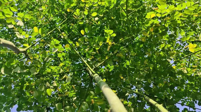 A low-angle video shot looking up at the canopy of a Moringa tree, capturing small green leaves gently swaying in the wind against a bright blue sky.
