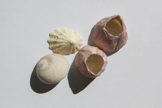 It is an empty barnacle shell.