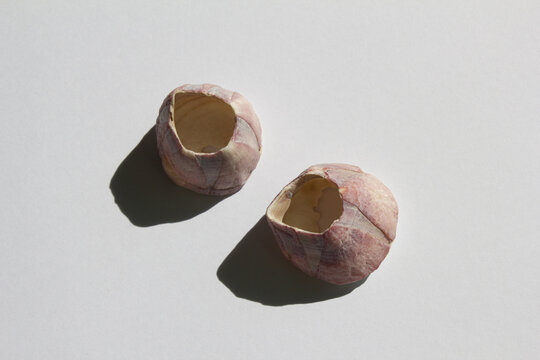 It is an empty barnacle shell.