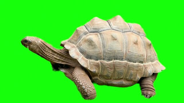 Giant tortoise walking on green screen background