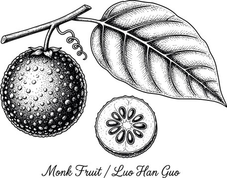 Monk Fruit Luo Han Guo Hand Drawn Black and White Botanical Vector Illustration with Leaf, Whole Fruit, and Sliced Cross Section for Herbal, Natural, and Organic Design Projects