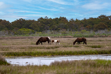 Obraz premium Wild Horses Grazing in Coastal Salt Marsh With Foal Near Tidal Creek Under Blue Sky