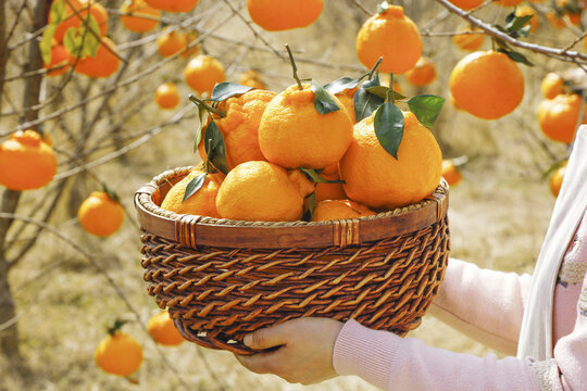 Fresh Orange Harvest in Woven Basket at Orchard