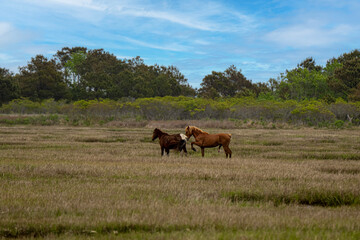 Naklejka premium Two Wild Horses Grazing in a Coastal Marsh Meadow With Trees and Blue Sky