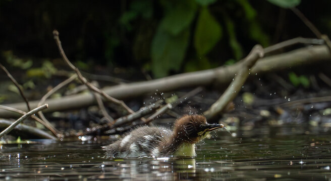 Goosander Chick Shaking Water from Feathers on Woodland River