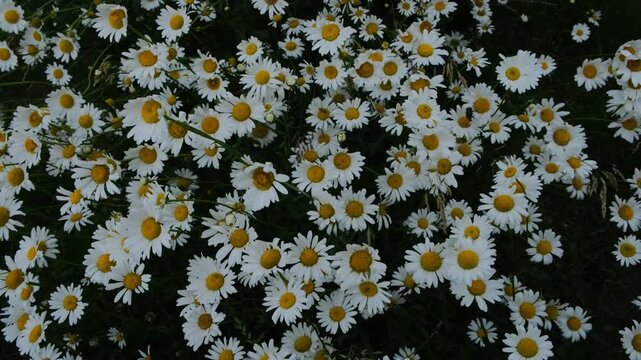 a blooming field of daisies