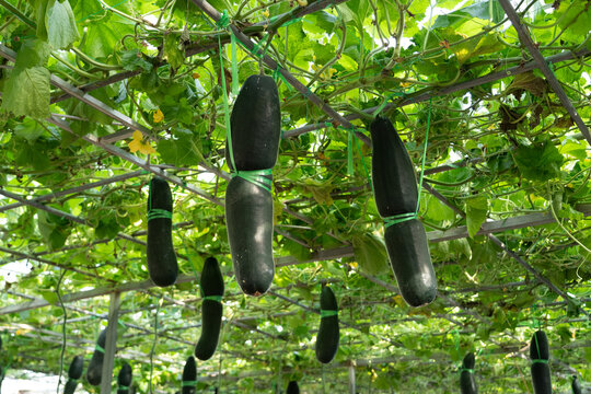 Winter melon plants growing on trellis in greenhouse