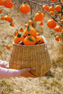 Fresh Oranges in Wicker Basket at Orchard Harvest