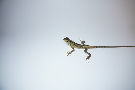 garden chameleon on white background