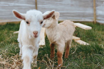 Fototapeta premium Two young goats explore a grassy outdoor area with wooden structures in a natural lifestyle setting during a calm day.