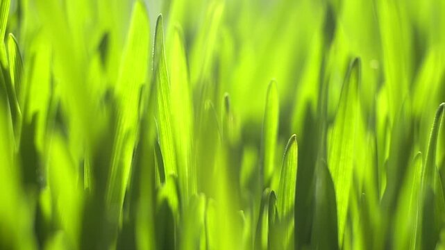 Close-up of vibrant green grass blades. Sunlight glows softly through leaves. Shallow depth of field highlights texture. Fresh, lively lawn detail in focus