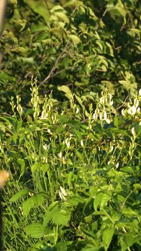 Yellow Wildflowers and Green Foliage in Sunny Piedmont Forest