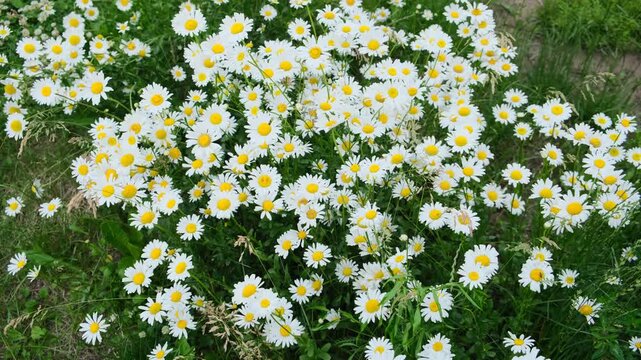 a blooming field of daisies