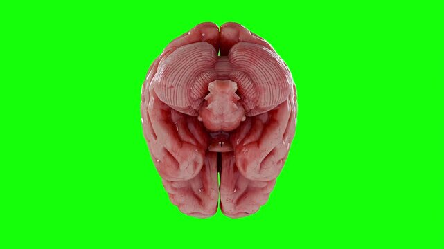 3D Realistic Human Brain Rotating Isolated on Chroma Key Green Screen, Human Anatomy Organ for Science idea concept Medical Video. Top view.