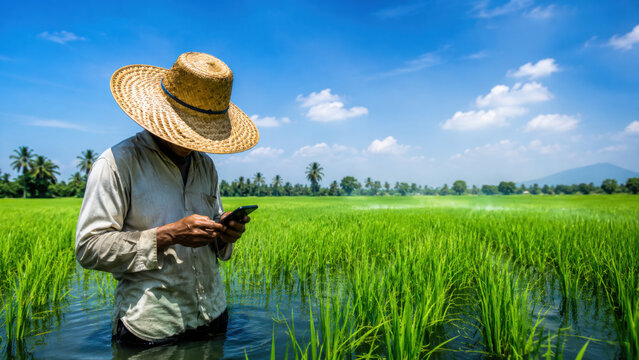 Farmer stands lush green rice field, using smartphone while surrounded by vibrant plants clear blue sky. heat and stress of farming are evident
