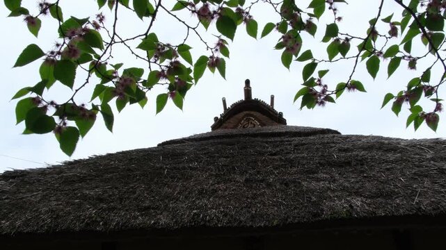 コウゾと茅葺屋根