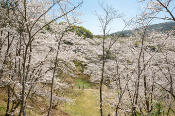 Fototapeta premium 観音ヶ池の満開の桜