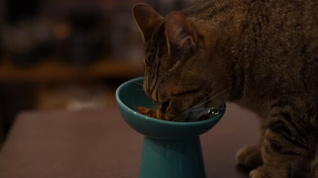 食事中のキジトラ猫