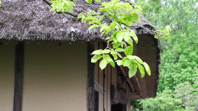 茅葺屋根と柿