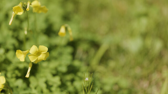 Close-up of Yellow Bermuda Buttercup Wildflowers in a Sunlit Spring Meadow