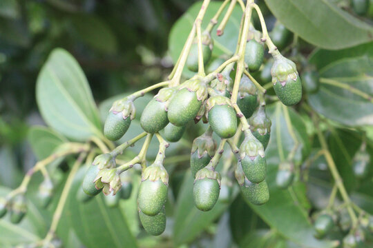 Cinnamomum tamala berries on tree in farm