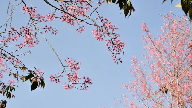 Spring Peach Flowers In Full Bloom Against Blue Sky