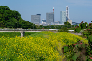 Obraz premium 新都心と菜の花畑