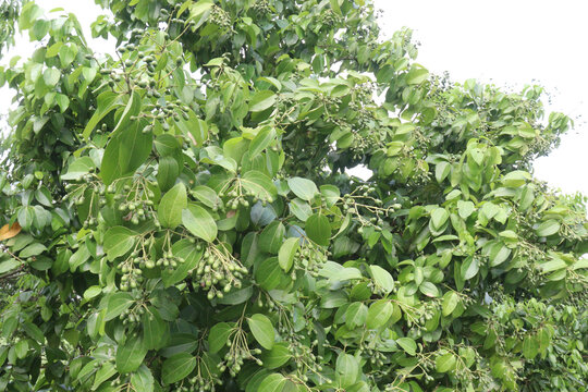 Cinnamomum tamala berries on tree in farm