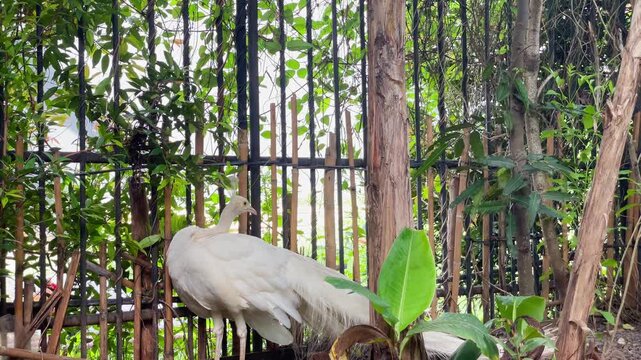 White peacock nervous displacement preening in the garden, a nervous wild bird in natural environment, indian peafowl in alert behaviour