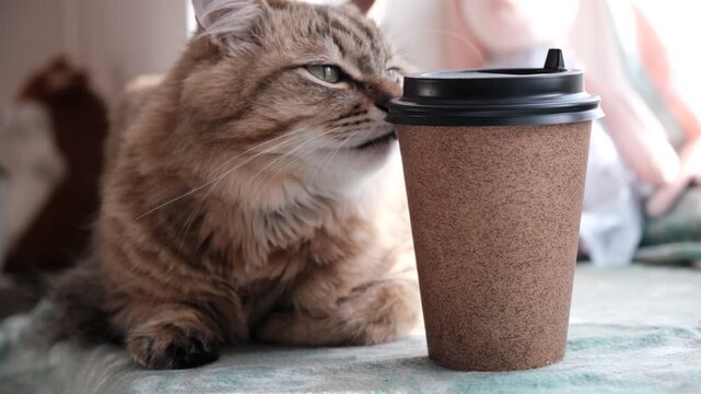 Cute fluffy cat with paper cup. A cup of coffee in the morning always fires up for the day. Aromatic coffee made morning feel cozy and inviting. Cup with place for text. Template, mockup