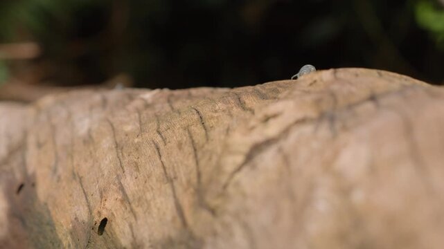A tiny snail with delicate spiral shell slowly crawls across a weathered log in a forest setting, shallow depth of field creating soft bokeh while natural daylight illuminates textured bark surface.