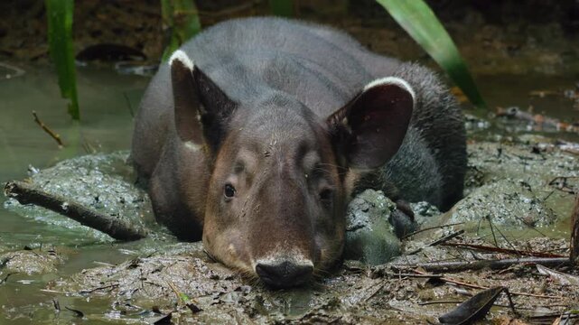 A tapir rests in shallow muddy water in the Costa Rica jungle. The endangered mammal lies partially submerged in swamp with green tropical foliage surrounding it. Wildlife documentary footage.