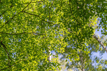 Fototapeta premium Sunlit green tree canopy with dappled leaves