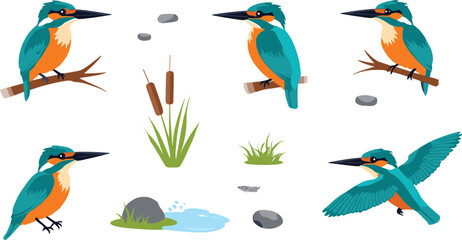 Obraz premium Common Kingfisher Bird Collection Featuring Perched and Flying Kingfishers with Reeds Pond Rocks and Wetland Nature Elements Vector Illustration