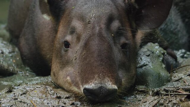 Close-up portrait of a Baird's tapir resting peacefully in shallow muddy water, its expressive brown eyes gazing directly at camera while surrounded by wet debris and rocks in a tropical rainforest.