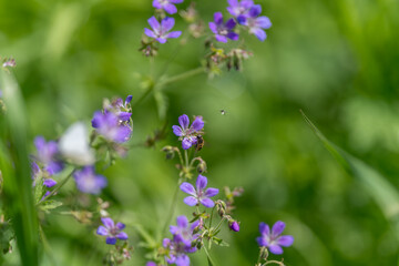 Obraz premium Small purple wildflowers in green meadow with bees and grass
