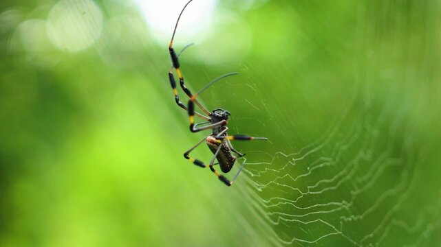Golden silk orb weaver spider rests on intricate web in Costa Rica jungle. Close-up macro shot captures striped legs and detailed body against lush green bokeh background in tropical rainforest.
