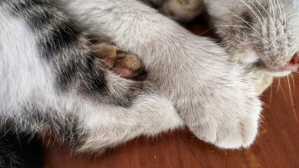 cat lying on the floor © Sand in Ito