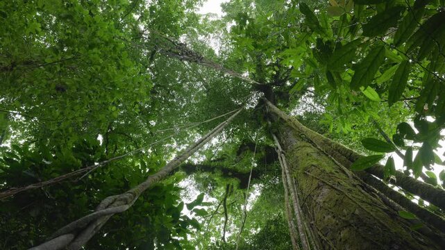 Costa Rica jungle scene looking up at towering trees with moss-covered trunks as water drops slowly fall from the dense green canopy. Lush tropical rainforest vegetation surrounds ancient trees.
