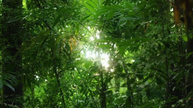 Golden sunlight breaks through the dense canopy of a Costa Rica jungle creating a glowing orb effect. Lush green tropical foliage and palm fronds sway gently in this vibrant rainforest scene.
