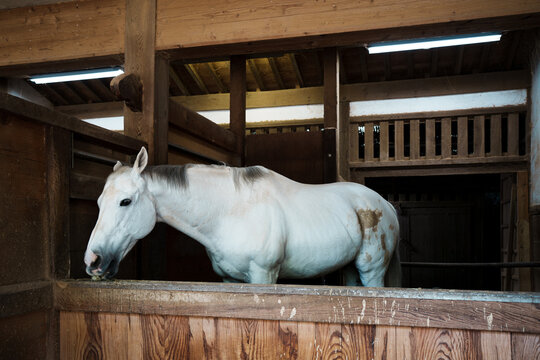 Side view of a white horse inside a wooden stable